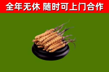 兴山县回收冬虫夏草