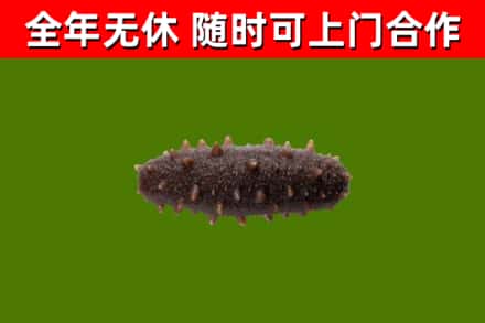 兴山县回收海参干